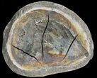 Triassic Fossil Fish In Nodule (Pos/Neg) - Madagascar #53663-2
